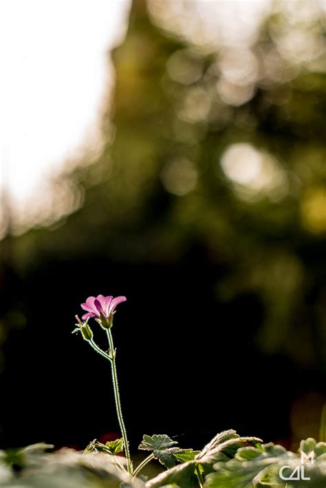 Jardin de maman fleur profitant du soleil dautomne Un géranium