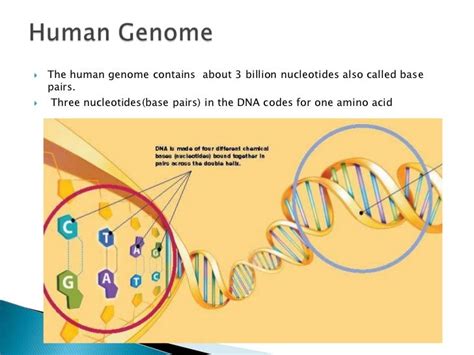 Human Genome