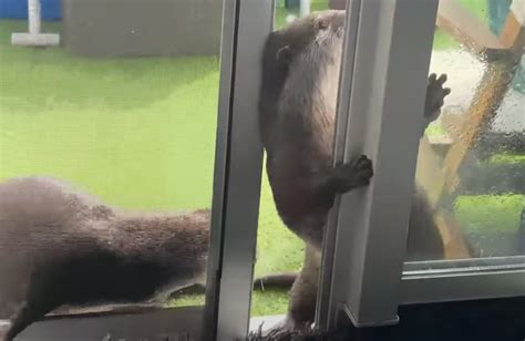 Watch Cute Otters Mischievously Open A Screen Door Nerdist