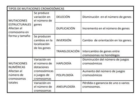 Tipos De Mutaciones Cromosómicas Con Tabla Y Resumen Fácil