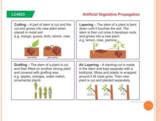 Plant Propagation Methods | PPT