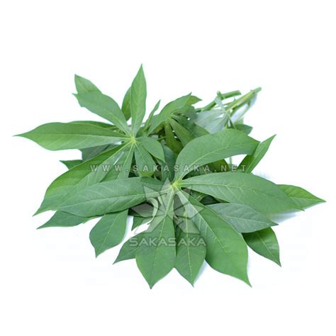 Frozen Cassava Leaves Pondu Food Supplier