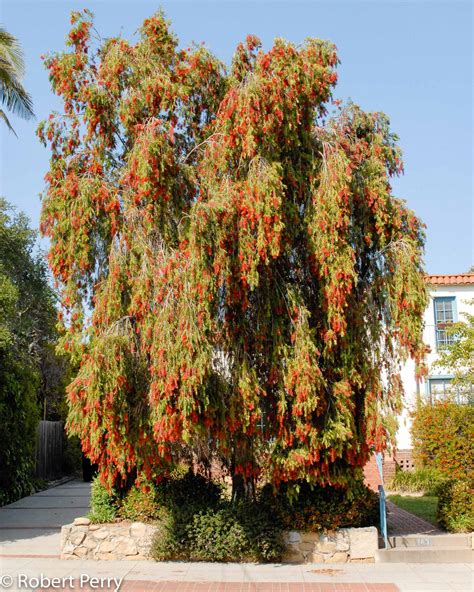 Weeping bottlebrush - Waterwise Garden Planner