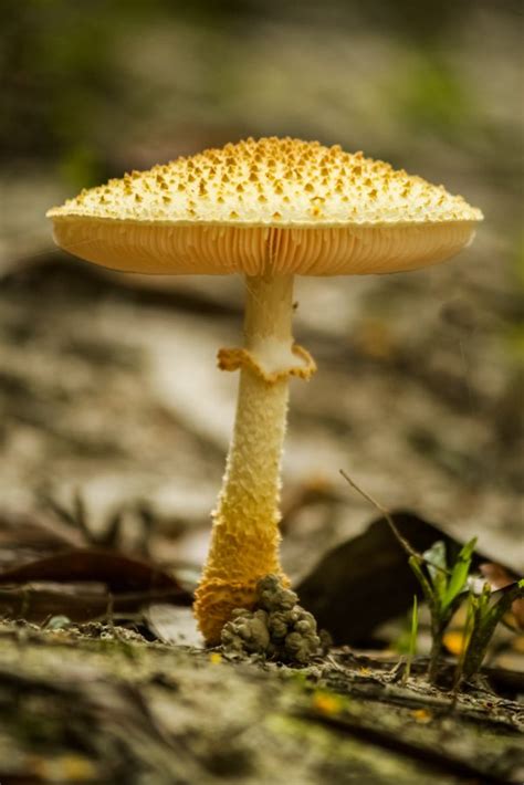 Free Images Nature Forest Red Soil Flora Close Up Fungus