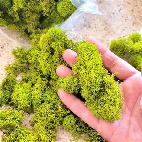 Reindeer Moss Preserved Bulk Reindeer Lichen Bags In Colors