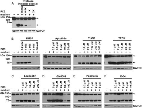 Proteolysis Induced N Terminal Ectodomain Shedding Of The Integral