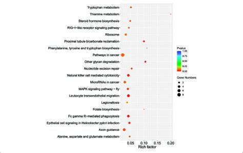 The 20 Most Enriched Kegg Pathways Of The Predicted Target Genes Of