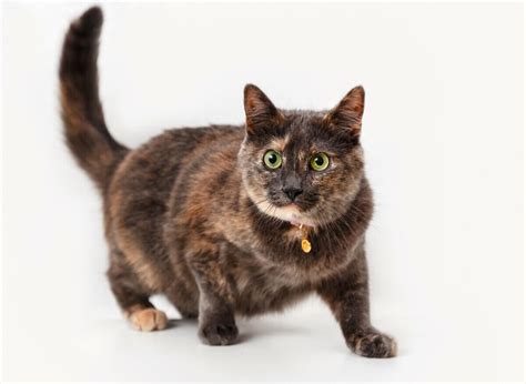 Tortoiseshell Cat Names Best Choices Blog Of Tom