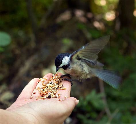 Welcome Back Feathered Friends Tips For Feeding Birds In The Spring