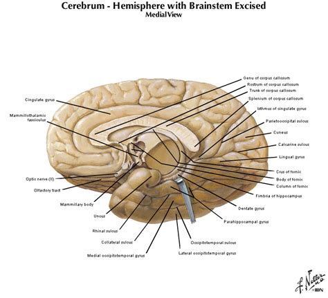 Duke Neurosciences Lab 1: Surface Anatomy Of The Brain, 47% OFF