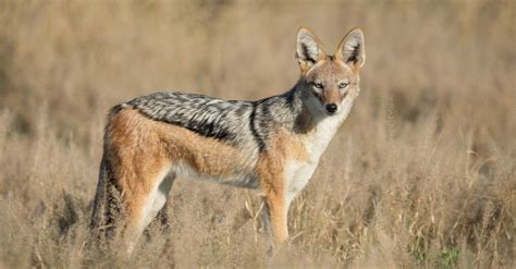 Jackal - A-Z Animals