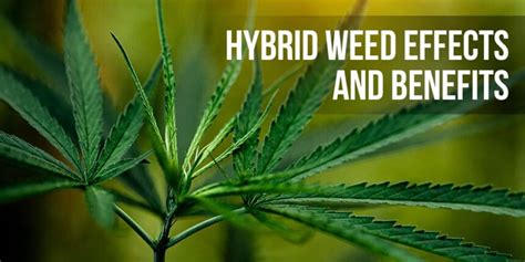 Hybrid Weed Effects and Benefits | APE Premium Cannabis