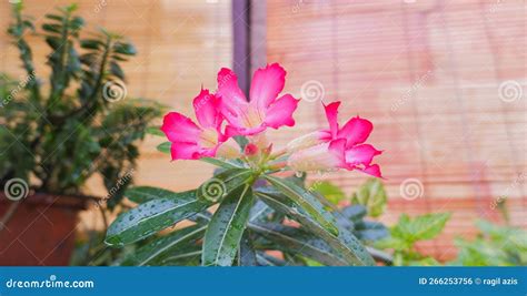 Pink Kamboja Oder Kemboja Jepang Adenium Obesum Ist Eine Giftige