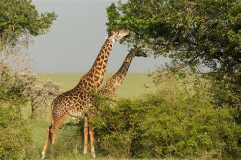 Why Do Giraffes Have Such Long Necks Darwin Explanation More