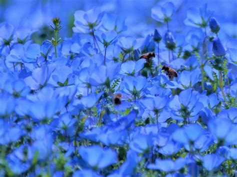 お花畑でにっこり、、、待ってましたってね／埼玉県国営武蔵丘陵森林公園にて もっともっとワクワクの君へ