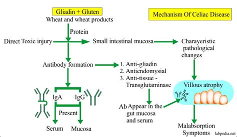 Gliadin Antibodies IgA, IgG (Endomysial Antibodies) Celiac disease and ...