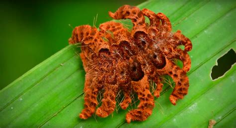 A Caterpillar In The Amazon Rainforest Camouflages Itself As An 8