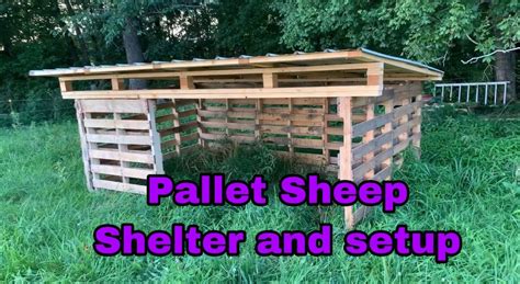 Pallet Sheep Shelter Goat Shelter Sheep Shelter Livestock Shelter