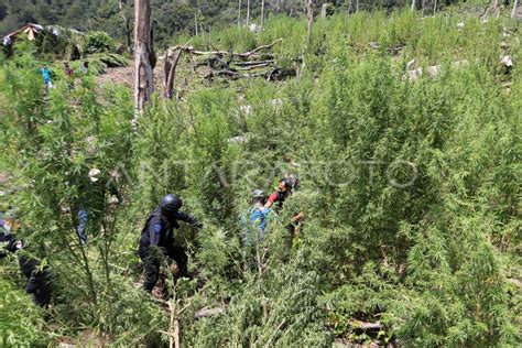 Pemusnahan Ladang Ganja Oleh Mabes Polri Di Nagan Raya Antara Foto