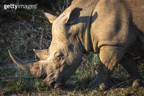 A Rhino Eating Grass In The Hluhluwe Imfolozi National Park South