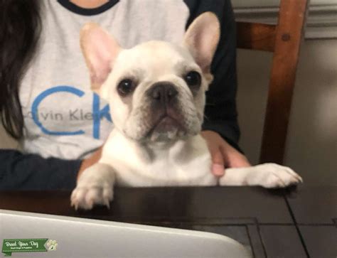 All-white French Bulldog - Stud Dog in CA, the United States | Breed Your Dog