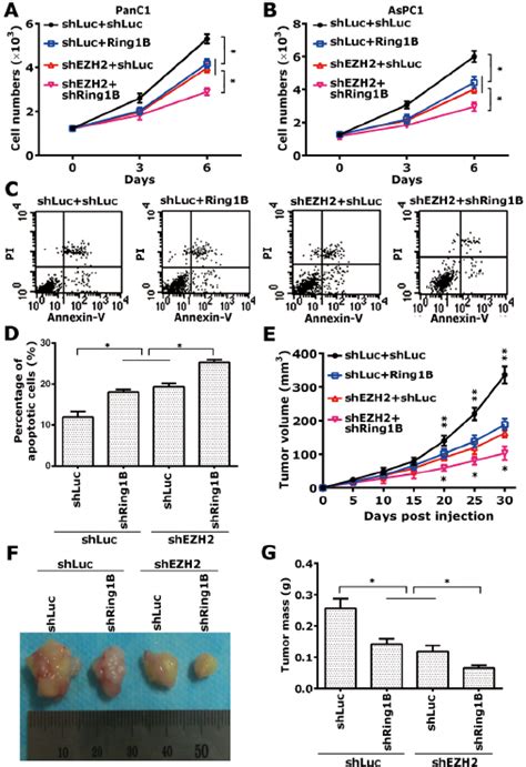 Simultaneous Depletion Of Ring B And Ezh Lead To Inhibition Of Cell