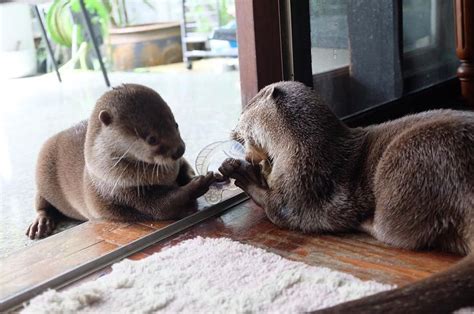 Two Otters Playing With Each Other In Front Of A Glass Door On The Floor