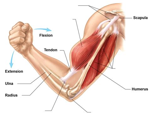 Exam Insertion Origin Of Arm Muscles Diagram Quizlet