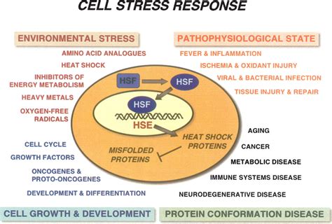 Proteotoxic Stress And Inducible Chaperone Networks In