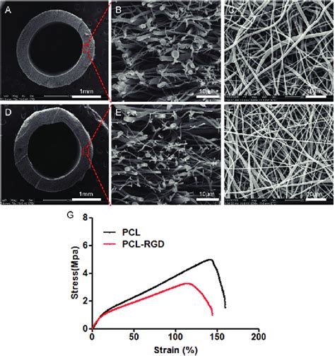 Morphology Of Pcl And Pcl Rgd Vascular Grafts Observed By Sem Id