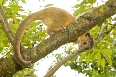 Kinkajou | Oregon Zoo | Animals, Animal lover, Forest habitat