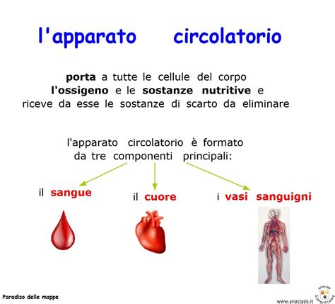 Paradiso Delle Mappe L Apparato Circolatorio