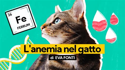 L Anemia Nel Gatto Sintomi Cause E Trattamento