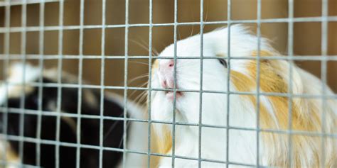 Meerschweinchen Nagen Am K Figgitter Ursachen L Sungen