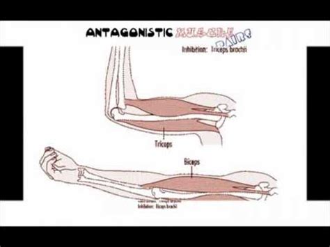 How Do Antagonistic Muscles Work - Rectangle Circle