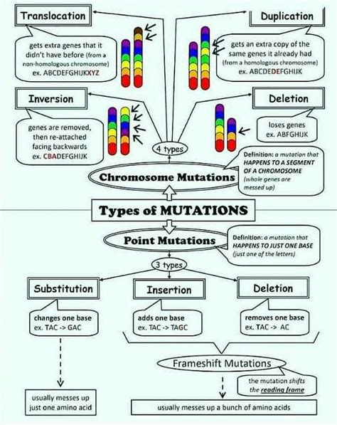 Genetic Mutation Types