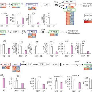 Heat Map Analysis Of Degs Involved In Ga Eth Ja And Sa Mediated