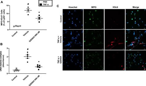 C Abl Kinase Regulates Neutrophil Extracellular Trap Formation And Lung