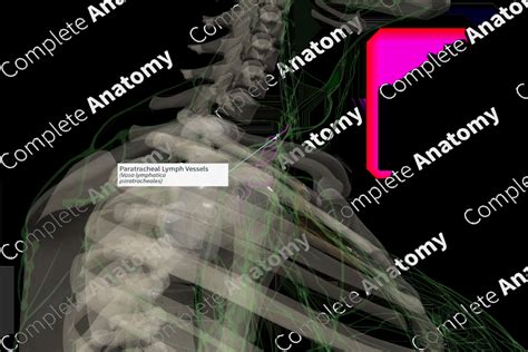 Paratracheal Lymph Vessels (Left) | Complete Anatomy