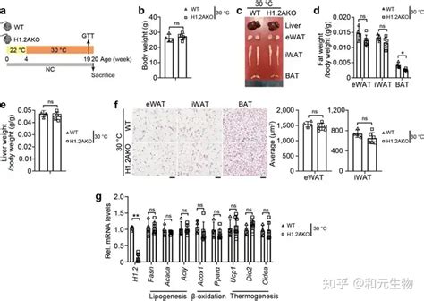 Nat Commun 武汉大学郑凌团队发现脂肪褐变新靶点 和元生物