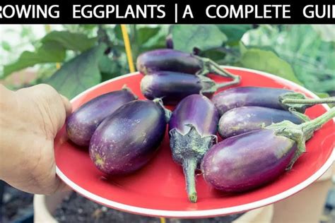 Growing Eggplants The Complete Guide Plant And Seed Guide