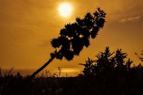 Free Images Landscape Sea Tree Nature Horizon Branch Silhouette