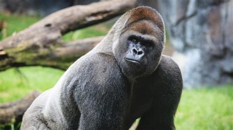 Peso De Um Gorila Silverback - Mais testosterona e cortisol: o que faz um gorila ser o silverback?