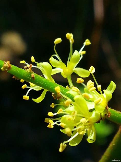 Ailanthus – eFlora of India