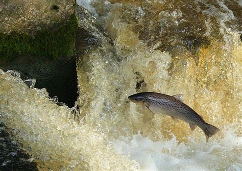 Leaping Sea Trout © Rupert Fleetingly Geograph Britain And Ireland