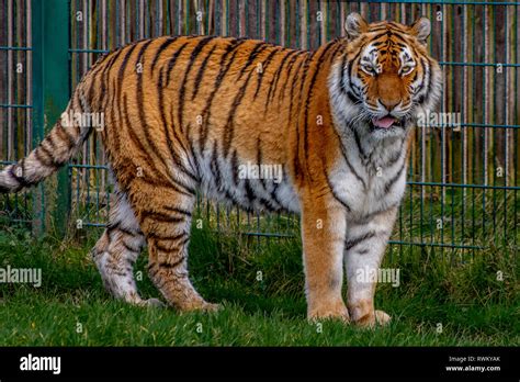 Tigre De Personaje De Dibujos Animados Banque De Photographies Et D