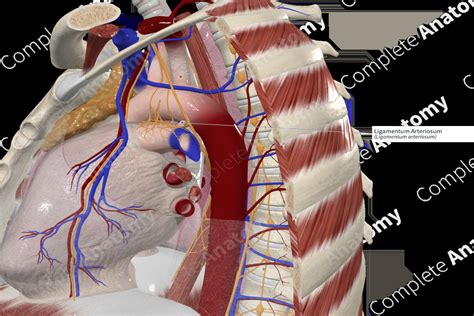 Ligamentum Arteriosum | Complete Anatomy