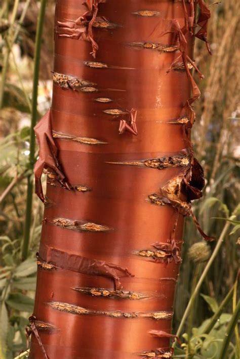 Barking Up The Right Tree Alan Titchmarsh On Flaking Peeling Bark