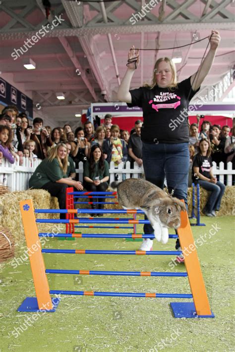 Rabbits Showjumping Rabbit Jumping Competition London Editorial Stock ...