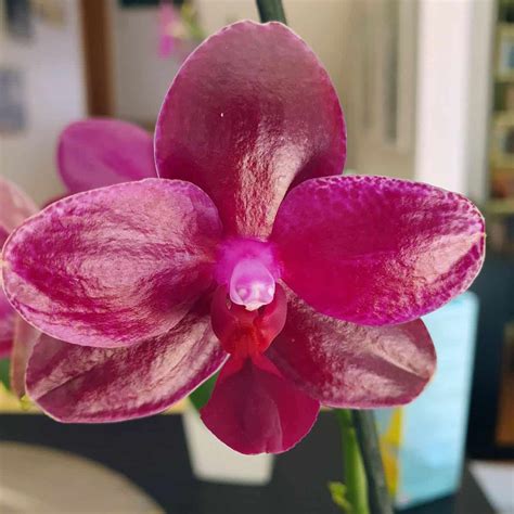 Phalaenopsis Sogo Relex Crissy S Orchideen